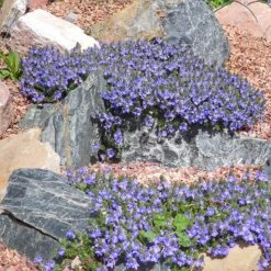 Blue Woolly Veronica -High Country Gardens Store veronica pectinata sq 1