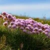 Victor Reiter Armeria -High Country Gardens Store victor reiter sea thrift armeria martima flowering