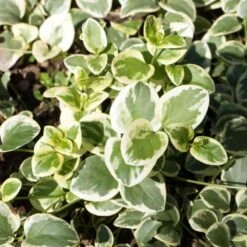 Big Leaf Vinca 7 Big Leaf Vinca -High Country Gardens Store vinca major shutterstock 346522652 cropped