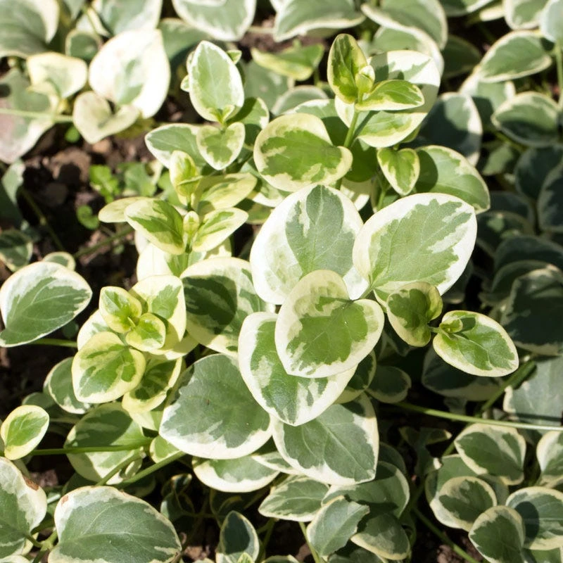 Big Leaf Vinca 4 Big Leaf Vinca - Image 4