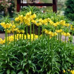 Yellow Crown Imperial -High Country Gardens Store visi02917 fritillaria lutea cropped
