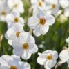 The Poet's Daffodil -High Country Gardens Store visi138679 narcissus actaea cropped