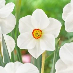 High Country Gardens Store -High Country Gardens Store visi138803 narcissus actaea cropped
