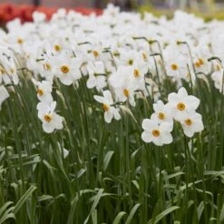 The Poet's Daffodil -High Country Gardens Store visi139194 narcissus actaea cropped