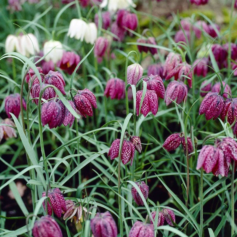 Snake's Head Fritillary 2 Snake's Head Fritillary - Image 2