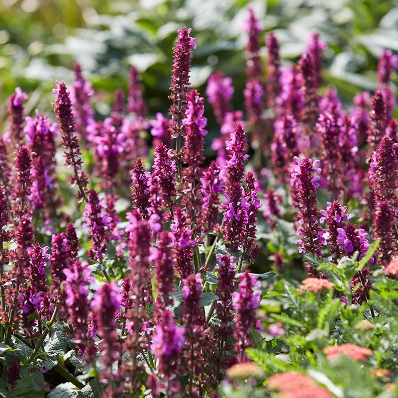 Rose Marvel Salvia 3 Rose Marvel Salvia - Image 3
