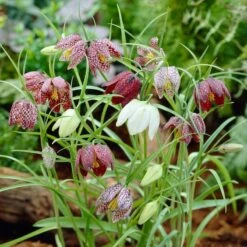 Snake's Head Fritillary 5 Snake's Head Fritillary -High Country Gardens Store visi26883 fritillaria meleagris0cropped