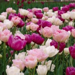 Double Late Tulip Mix -High Country Gardens Store visi34696 double late tulip mix cropped