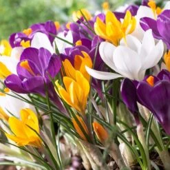 Dutch Crocus Mix -High Country Gardens Store visi50589 dutch crocus mix cropped