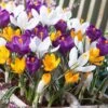 Dutch Crocus Mix -High Country Gardens Store visi50590 dutch crocus mix cropped