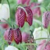 Snake's Head Fritillary 16 Snake's Head Fritillary -High Country Gardens Store visi59755 fritillaria meleagris cropped