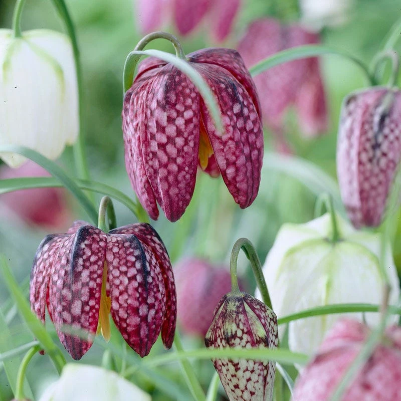 Snake's Head Fritillary 1 Snake's Head Fritillary