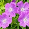 Vision® Violet Geranium -High Country Gardens Store vision violet geranium close up