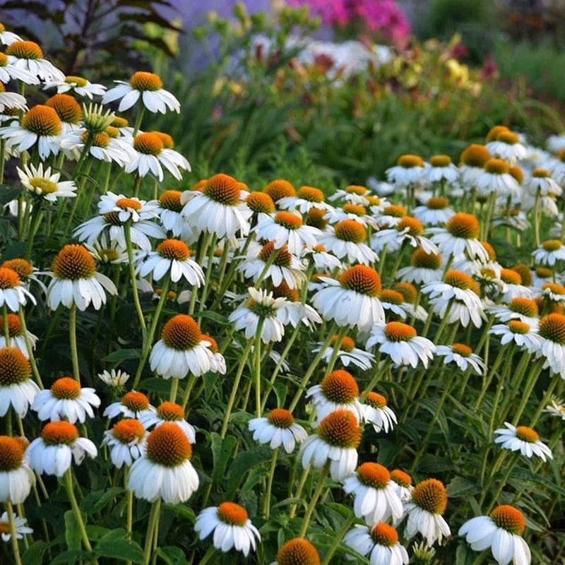 PowWow® White Echinacea 1 PowWow® White Echinacea