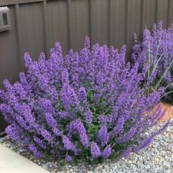 Walker's Low Nepeta -High Country Gardens Store walkers nepeta pr sidewalk