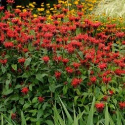 Jacob Cline Bee Balm -High Country Gardens Store walters gardens monarda jacob cline cropped 1 1 1