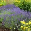 Hidcote Superior English Lavender -High Country Gardens Store walters gardens lavandula hidcote cropped 2