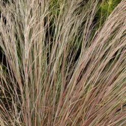 Prairie Blues Little Bluestem Grass -High Country Gardens Store walters gardens schizachyrium prairie blues close up foliage cropped