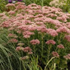 Autumn Fire Sedum -High Country Gardens Store walters gardens sedum autumn fi