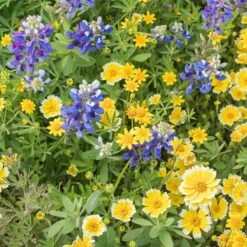 Western Xeriscape Wildflower Seed Mix 6 Western Xeriscape Wildflower Seed Mix -High Country Gardens Store western xeriscape adobestock cropped