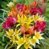 Rock Garden Bulb Collection -High Country Gardens Store wildflower tulip mix
