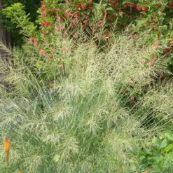 Windbreaker Giant Sacaton Grass -High Country Gardens Store windbreaker sacaton sq2