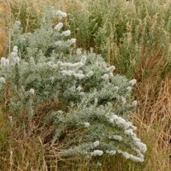 Winterfat -High Country Gardens Store winterfat sq