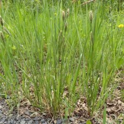 Woolly Sedge 6 Woolly Sedge -High Country Gardens Store woolly sedge sq1