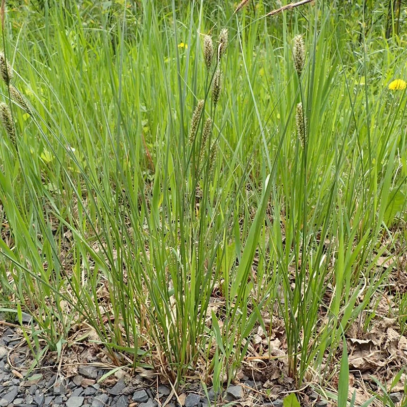 Woolly Sedge 3 Woolly Sedge - Image 3