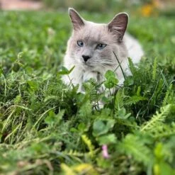 Xeriscape Clover Lawn Seed Mix 8 Xeriscape Clover Lawn Seed Mix -High Country Gardens Store xeriscape clover pr cat