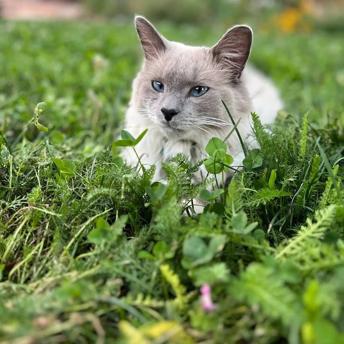 Xeriscape Clover Lawn Seed Mix 3 Xeriscape Clover Lawn Seed Mix - Image 3