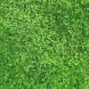 Xeriscape Clover Lawn Seed Mix -High Country Gardens Store xeriscape lawn hero