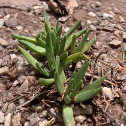 Yellow Flowered Ice Plant (Bergeranthus) -High Country Gardens Store yellow flowered iceplant ground