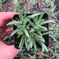 High Country Gardens Store 7 High Country Gardens Store -High Country Gardens Store yellow flowered iceplant pot