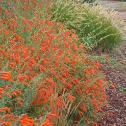 Sky Island Orange Hummingbird Trumpet (Zauschneria) -High Country Gardens Store zauschneria arizonica sky island orange3