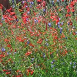 Sky Island Orange Hummingbird Trumpet (Zauschneria) -High Country Gardens Store zauschneria arizonica sky island orange4
