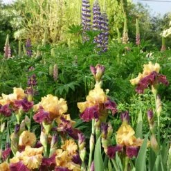 Ziggy Reblooming Bearded Iris 7 Ziggy Reblooming Bearded Iris -High Country Gardens Store ziggy reblooming bearded meadow