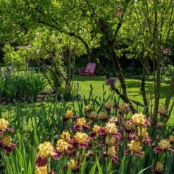 Ziggy Reblooming Bearded Iris 6 Ziggy Reblooming Bearded Iris -High Country Gardens Store ziggy reblooming bearded yard chairs